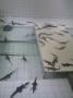 gal/Ile Maurice/_thb_SP_A0216_Reserve_des_Mascareignes.jpg